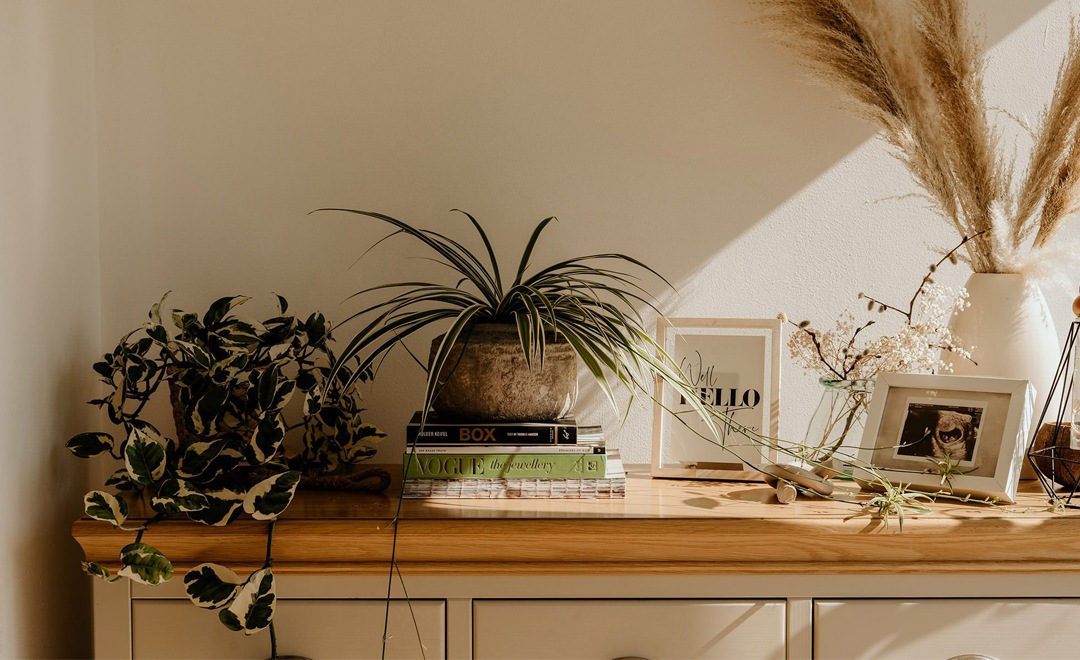 table with a plant on it